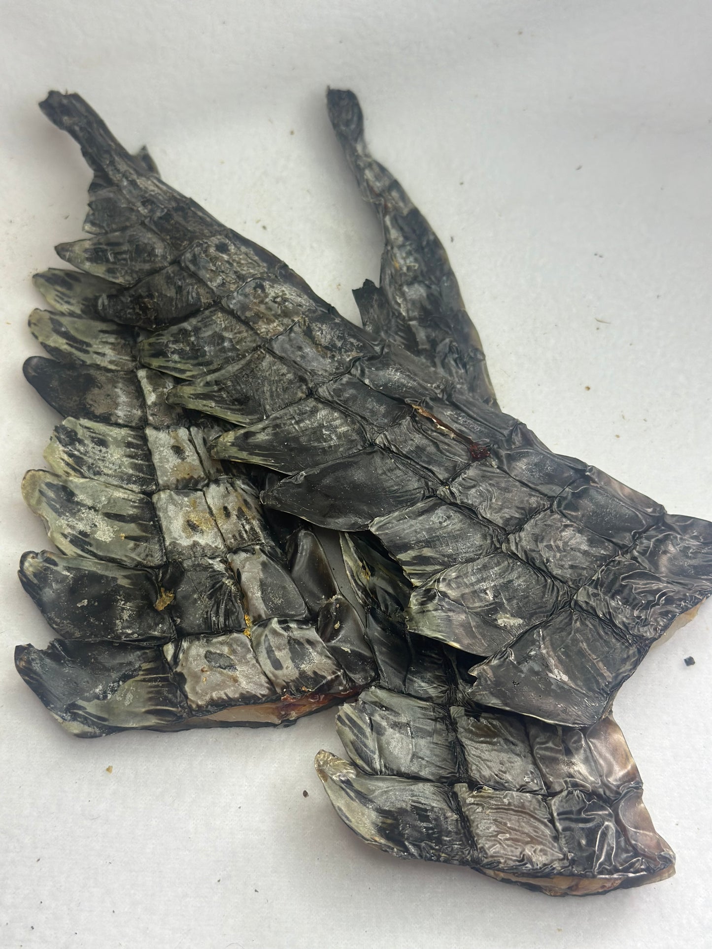 Crocodile Tails