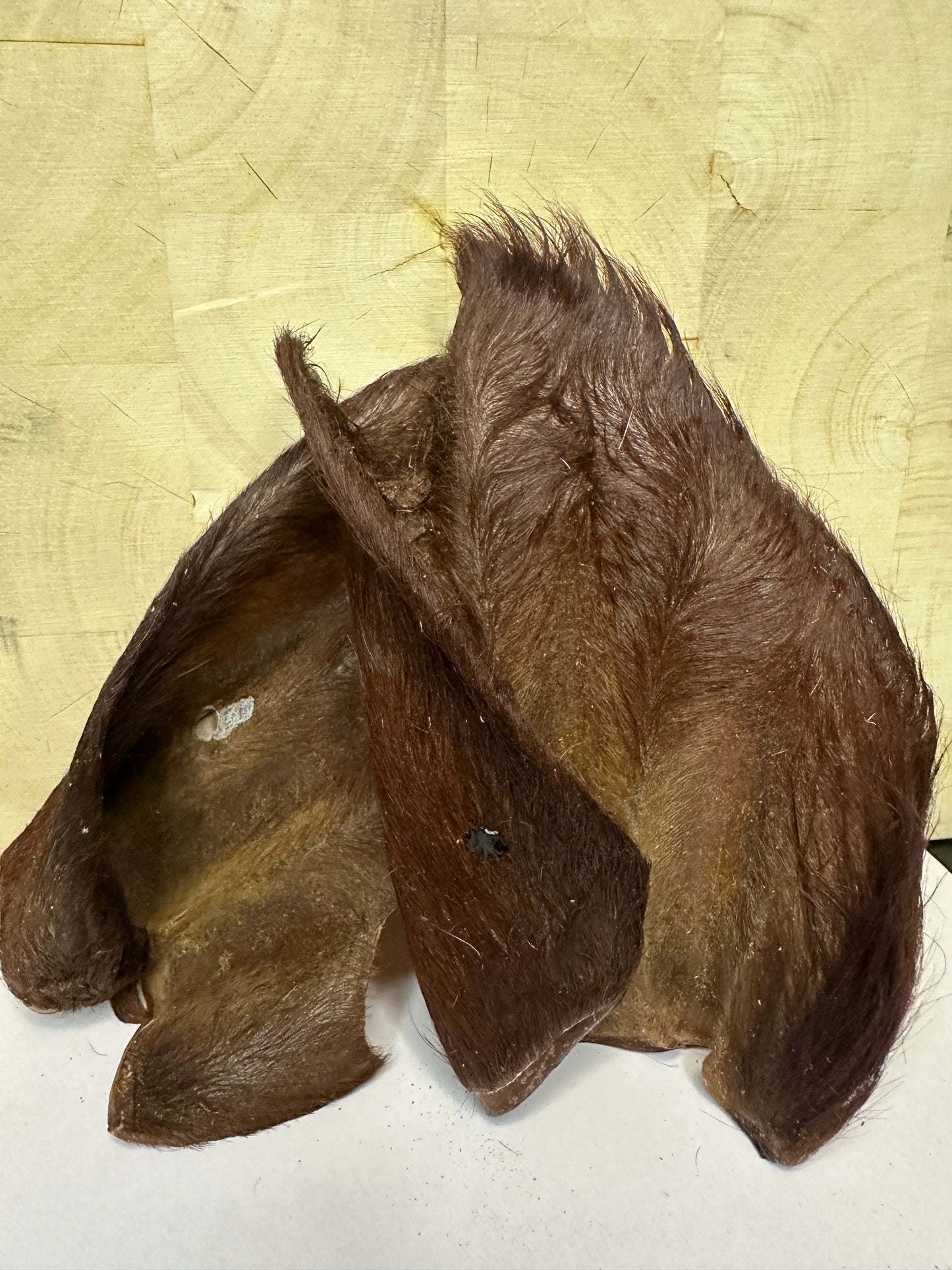Beef Ear (fur on)