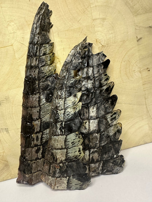 Crocodile Tails