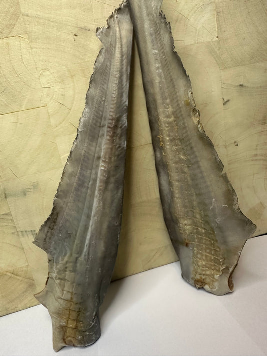 Shark Tail